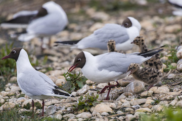Mouette rieuse et son (ses) poussin(s)