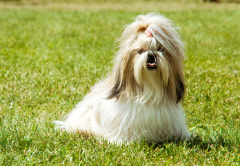 Shih Tzu Dog outdoor portrait