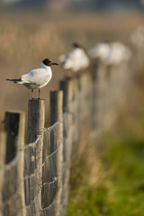 Mouette rieuse posée sur les poteaux de la clôture qui sépare