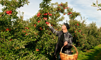 Man picking apples  in the garden
