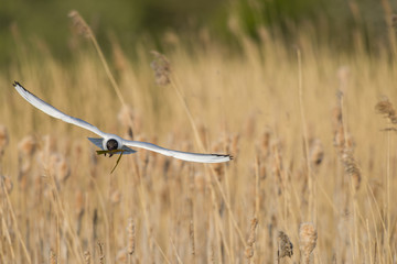Mouette rieuse en vol transportant des d&eacute;bris v&eacute;g&eacute;taux (brind