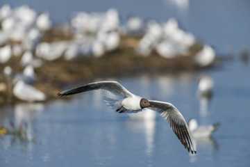 Mouette rieuse en vol