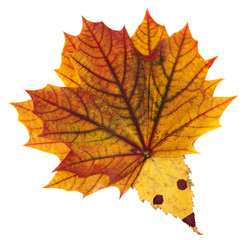 hedgehog made from the autumn leaves