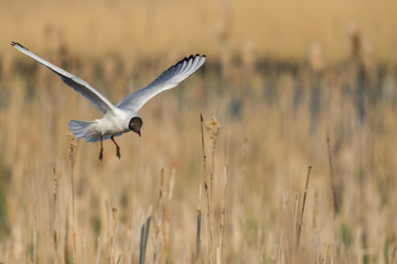 Mouette rieuse en vol au dessus de la roselière