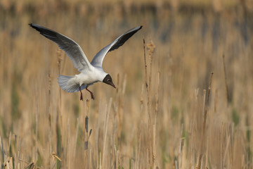  Mouette rieuse en vol au dessus de la roselière