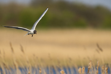  Mouette rieuse en vol au dessus de la roselière