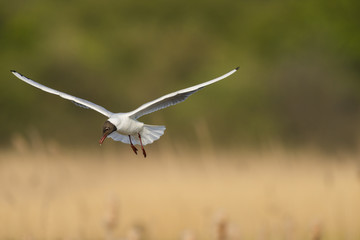  Mouette rieuse en vol au dessus de la roselière