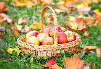 Organic Apples in a Basket outdoor. Autumn Garden