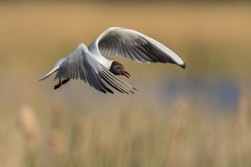  Mouette rieuse en vol au dessus de la roselière
