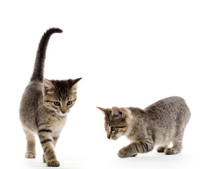 Two tabby kittens