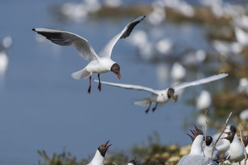 Mouette rieuse en vol
