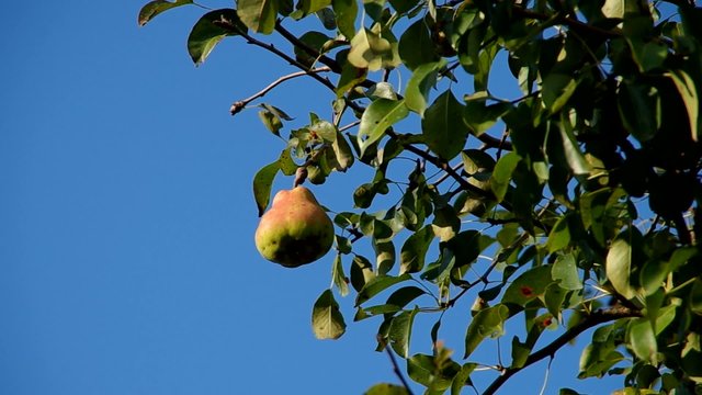 Pear on tree and blue sky