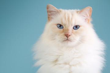 Ragdoll portrait with blue background