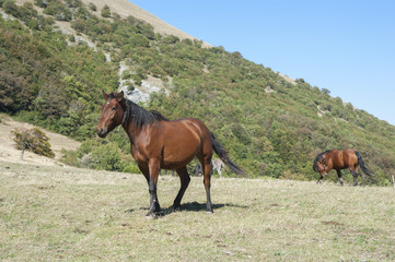 Two brown horses