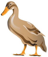 Duck