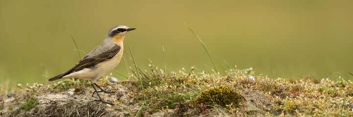 Traquet motteux (Oenanthe oenanthe - Northern Wheatear) mâle