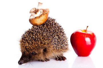 hedgehog isolated on white background