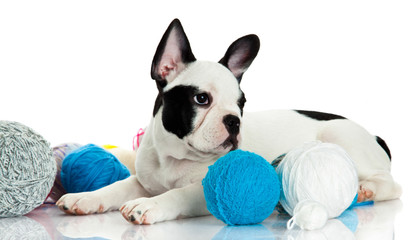 french bulldog with threadballs isolated on white background