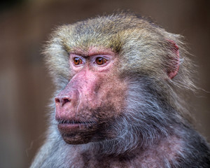portrait of baboon monkey