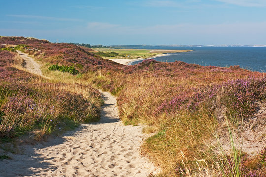 Weg durch Braderuper Heide auf Sylt mit Heidebl&uuml;te