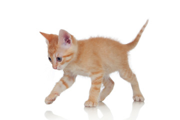 Adorable brown kitten