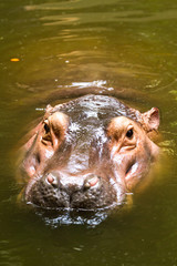 Hippo swiming in chiangmai zoo chiangmai Thailand