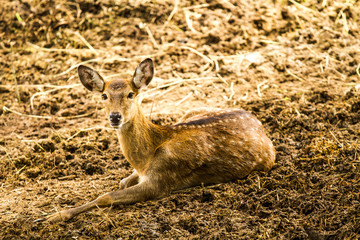 Deer in chiangmai zoo chiangmai Thailand
