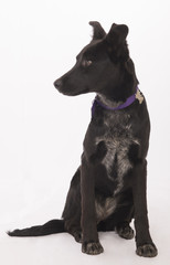 Mongrel puppies posing for a study session