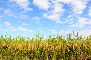 秋空とイネ