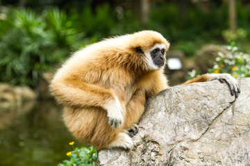 Gibbon in chiangmai zoo chiangmai Thailand