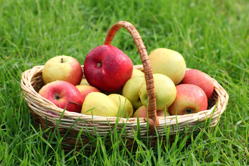 basket of fresh ripe apples in garden on green grass