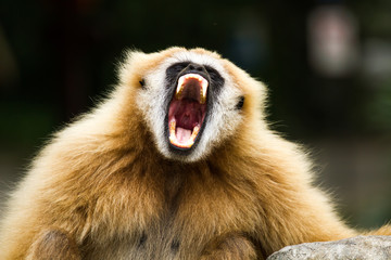 Gibbon in chiangmai zoo chiangmai Thailand