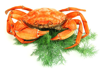 Boiled crab isolated on white