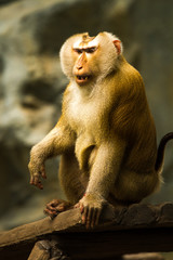 Monkey in chiangmai zoo chiangmai Thailand