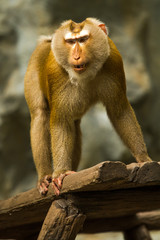 Monkey in chiangmai zoo chiangmai Thailand