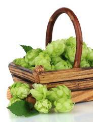 Fresh green hops in wooden basket, isolated on white