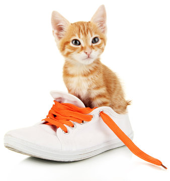 Cute little red kitten in shoes isolated on white
