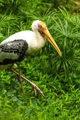 Fototapeta premium Painted stork in chiangmai zoo chiangmai Thailand
