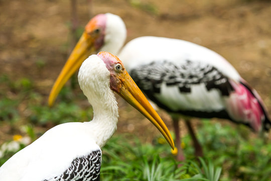 Painted stork in chiangmai zoo chiangmai Thailand