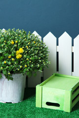 Chrysanthemum bush in pot with box and fence