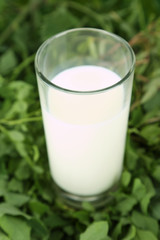 Glass of milk on grass