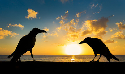 silhouette of the crows by the sea at sunset
