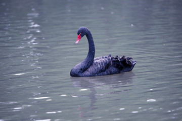 Fototapeta premium Schwan