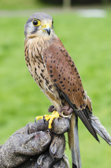 Captive kestrel
