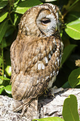 Tawny Owl