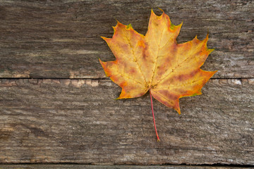 Obraz premium maple leaf on wooden surface