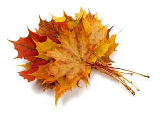 bunch of maple leafs on white background