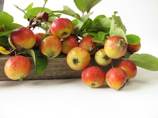 Herbstliche Dekoration mit Zieräpfeln