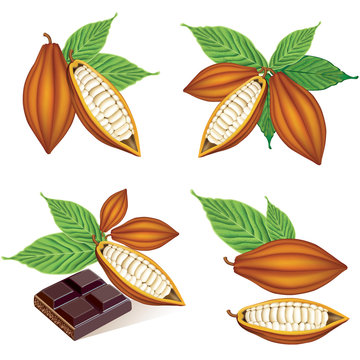 Cocoa Beans With Green Leaves.