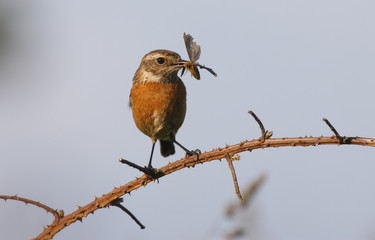 Stonechat, Saxicola torquata